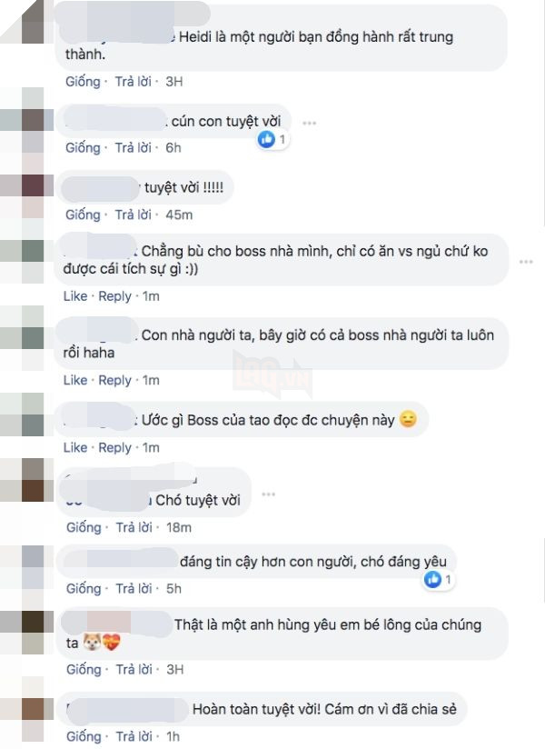 Cảm động chú chó bơi hơn 11 tiếng đồng hồ để tìm người cứu chủ