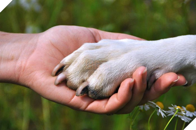 Cảm động chú chó bơi hơn 11 tiếng đồng hồ để tìm người cứu chủ