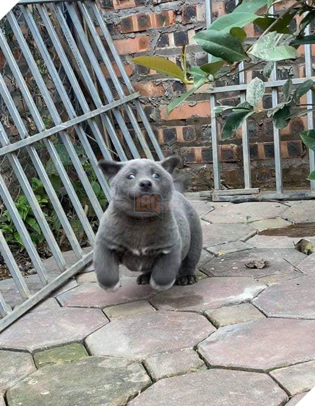 Chú chó hot nhất Facebook gần 1 tuần qua, lập fanpage 4 ngày thu về 32 ngàn lượt thích, ai nhìn cũng muốn nuôi! 14