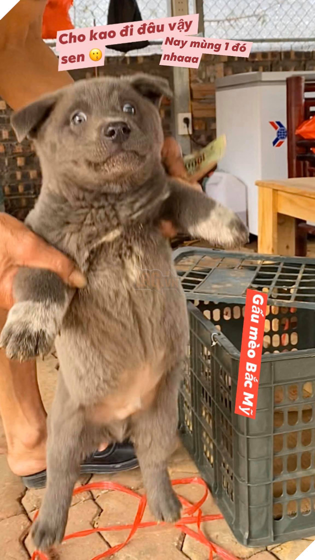 Chú chó hot nhất Facebook gần 1 tuần qua, lập fanpage 4 ngày thu về 32 ngàn lượt thích, ai nhìn cũng muốn nuôi! 20