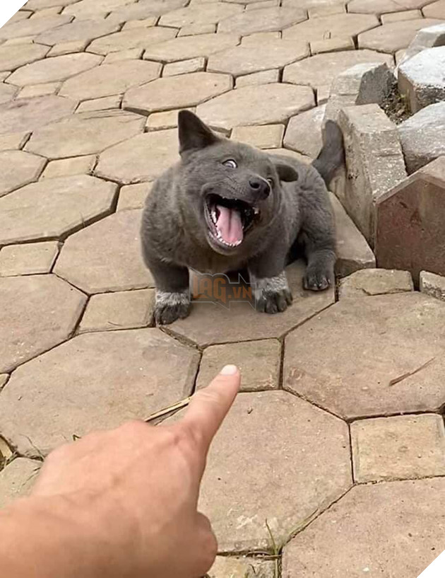 Chú chó hot nhất Facebook gần 1 tuần qua, lập fanpage 4 ngày thu về 32 ngàn lượt thích, ai nhìn cũng muốn nuôi! 5