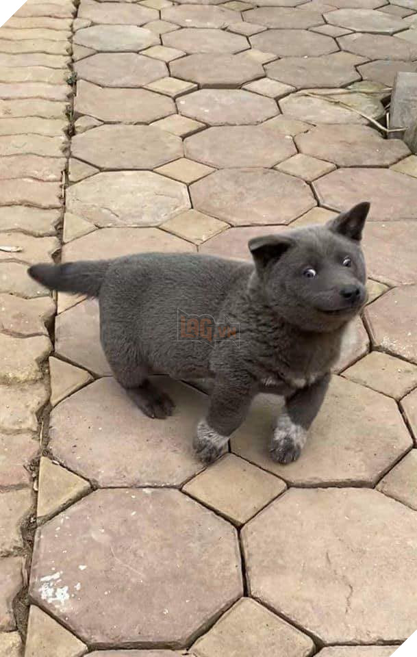 Chú chó hot nhất Facebook gần 1 tuần qua, lập fanpage 4 ngày thu về 32 ngàn lượt thích, ai nhìn cũng muốn nuôi! 7