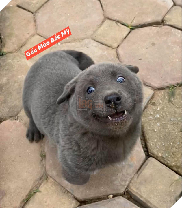 Cư dân mạng đắm đuối vì chú chó hót hòn họt trên Facebook gần 1 tuần qua, lập fanpage 4 ngày thu về 32 ngàn lượt thích, ai nhìn cũng muốn nuôi!   - Ảnh 3.