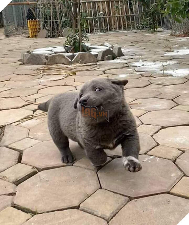 Chú chó hot nhất Facebook gần 1 tuần qua, lập fanpage 4 ngày thu về 32 ngàn lượt thích, ai nhìn cũng muốn nuôi! 4