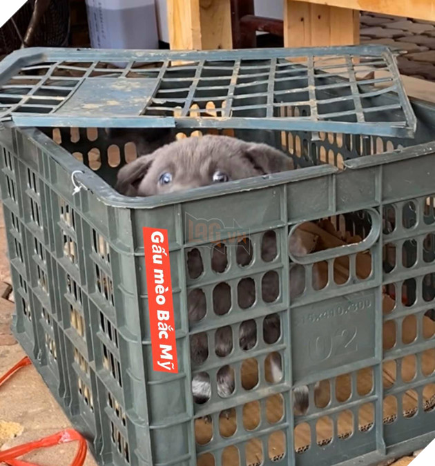 Chú chó hot nhất Facebook gần 1 tuần qua, lập fanpage 4 ngày thu về 32 ngàn lượt thích, ai nhìn cũng muốn nuôi! 21