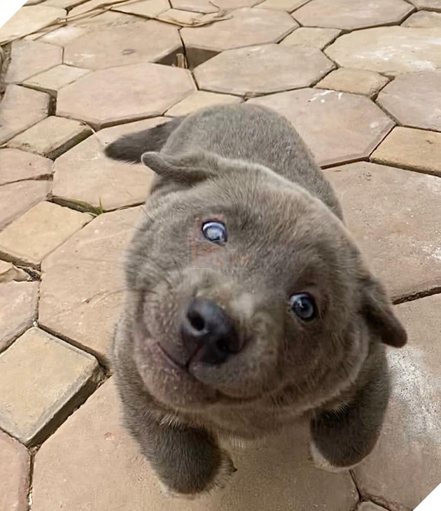 Chú chó hot nhất Facebook gần 1 tuần qua, lập fanpage 4 ngày thu về 32 ngàn lượt thích, ai nhìn cũng muốn nuôi! 9