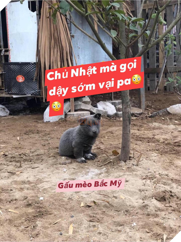 Cư dân mạng đắm đuối vì chú chó hót hòn họt trên Facebook gần 1 tuần qua, lập fanpage 4 ngày thu về 32 ngàn lượt thích, ai nhìn cũng muốn nuôi!   - Ảnh 1.