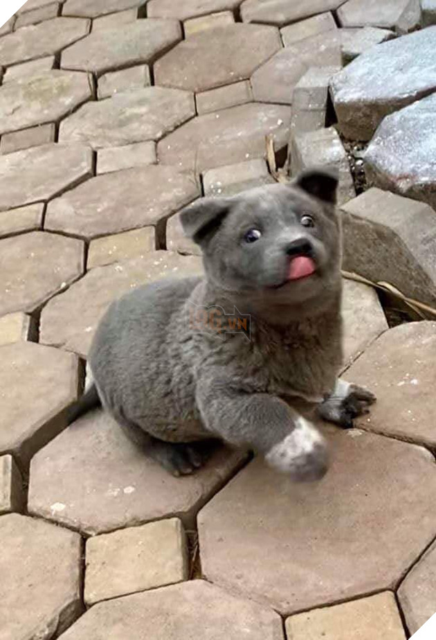 Chú chó hot nhất Facebook gần 1 tuần qua, lập fanpage 4 ngày thu về 32 ngàn lượt thích, ai nhìn cũng muốn nuôi! 12