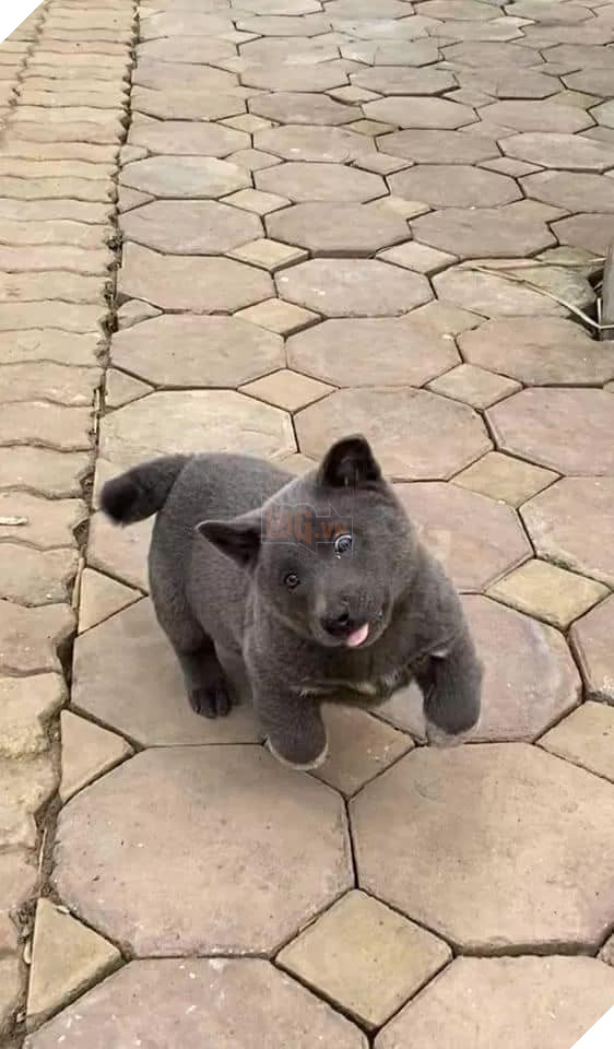 Chú chó hot nhất Facebook gần 1 tuần qua, lập fanpage 4 ngày thu về 32 ngàn lượt thích, ai nhìn cũng muốn nuôi! 6