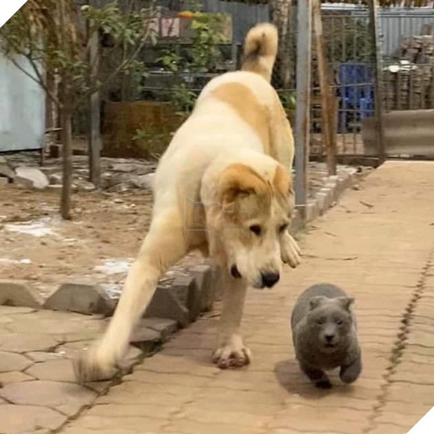 Chú chó hot nhất Facebook gần 1 tuần qua, lập fanpage 4 ngày thu về 32 ngàn lượt thích, ai nhìn cũng muốn nuôi! 8