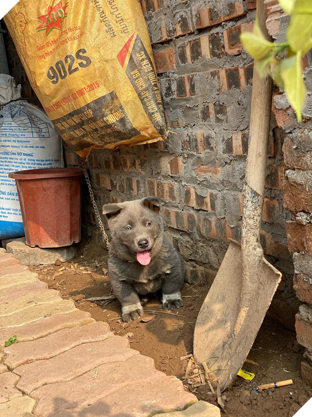 Chú chó hot nhất Facebook gần 1 tuần qua, lập fanpage 4 ngày thu về 32 ngàn lượt thích, ai nhìn cũng muốn nuôi! 13