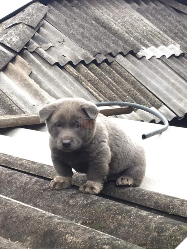 Chú chó hot nhất Facebook gần 1 tuần qua, lập fanpage 4 ngày thu về 32 ngàn lượt thích, ai nhìn cũng muốn nuôi! 11