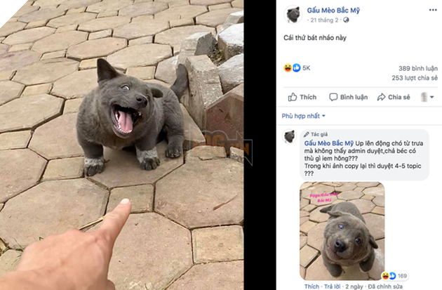 Cư dân mạng đắm đuối vì chú chó hót hòn họt trên Facebook gần 1 tuần qua, lập fanpage 4 ngày thu về 32 ngàn lượt thích, ai nhìn cũng muốn nuôi!   - Ảnh 8.