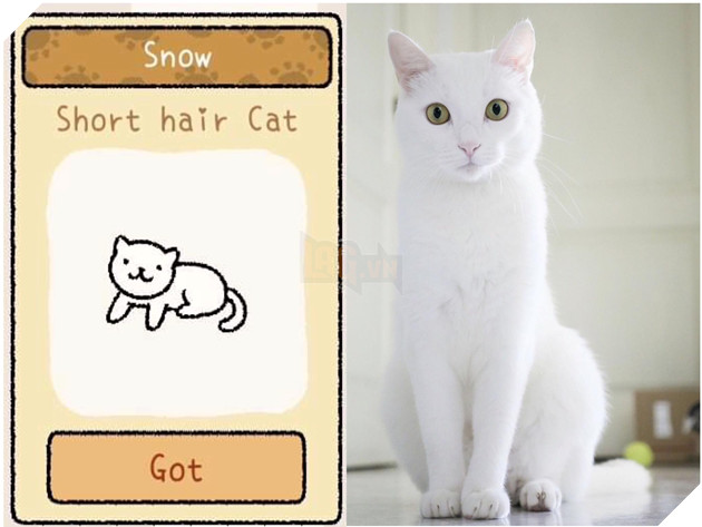 Adorable Home: Hé lộ hình ảnh đời thực của 12 chú mèo hay dỗi  2