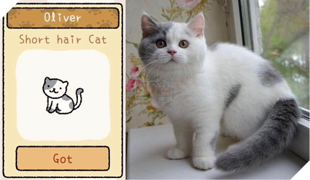 Adorable Home: Hé lộ hình ảnh đời thực của 12 chú mèo hay dỗi  5