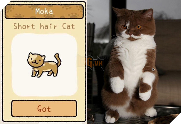 Adorable Home: Hé lộ hình ảnh đời thực của 12 chú mèo hay dỗi  8