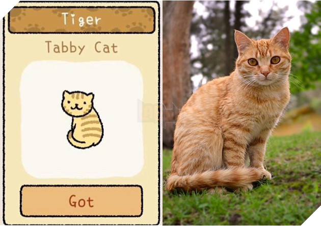 Adorable Home: Hé lộ hình ảnh đời thực của 12 chú mèo hay dỗi  9