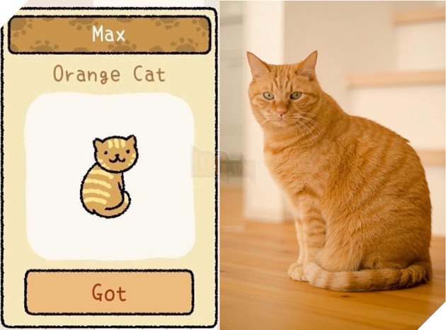 Adorable Home: Hé lộ hình ảnh đời thực của 12 chú mèo hay dỗi  12