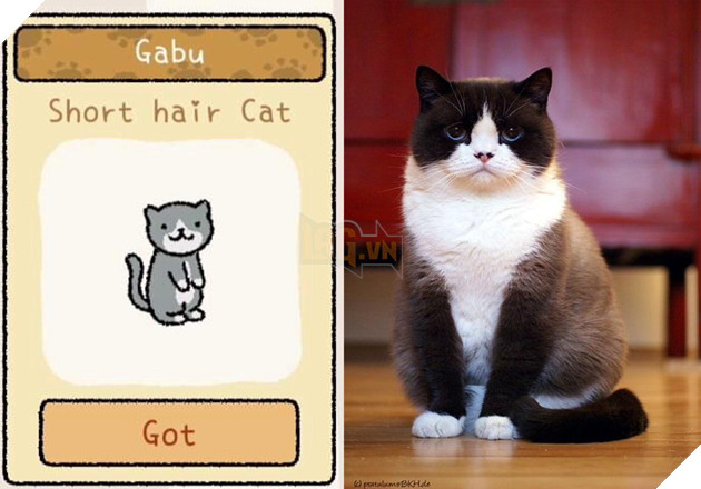 Adorable Home: Hé lộ hình ảnh đời thực của 12 chú mèo hay dỗi  10