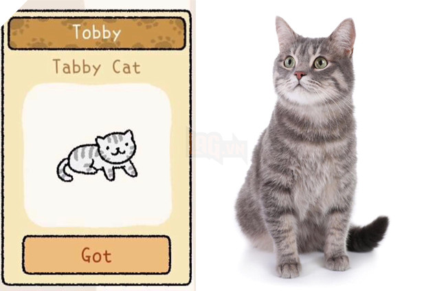 Adorable Home: Hé lộ hình ảnh đời thực của 12 chú mèo hay dỗi  7