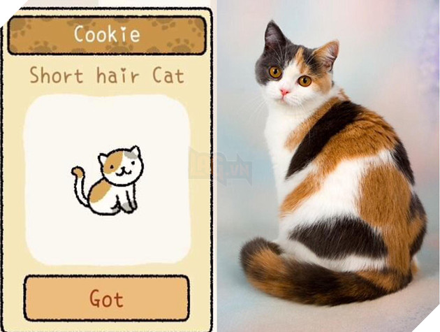 Adorable Home: Hé lộ hình ảnh đời thực của 12 chú mèo hay dỗi  13