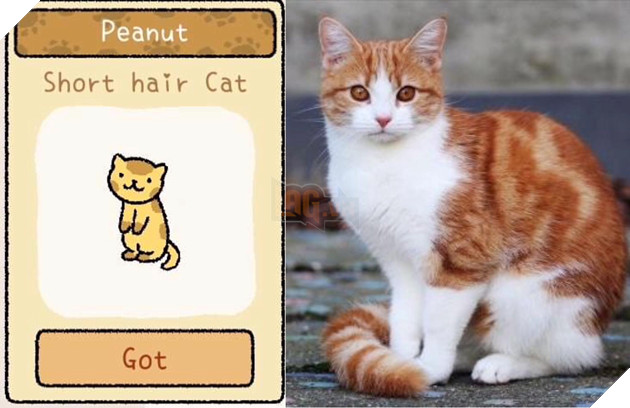 Adorable Home: Hé lộ hình ảnh đời thực của 12 chú mèo hay dỗi  4