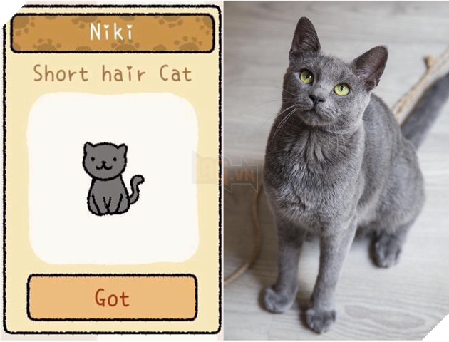 Adorable Home: Hé lộ hình ảnh đời thực của 12 chú mèo hay dỗi  3