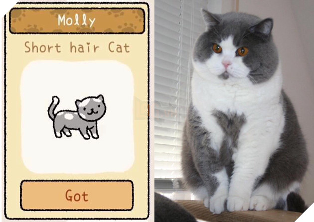 Adorable Home: Hé lộ hình ảnh đời thực của 12 chú mèo hay dỗi  6