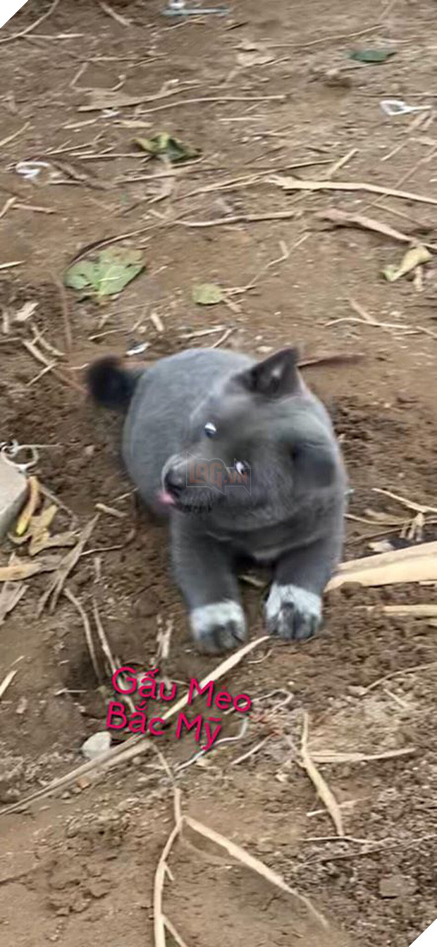 Dúi - chú cún Việt Nam đang gây bão mạng toàn thế giới vì độ phởn và vẻ ngoài ngộ nghĩnh không biết là chó hay mèo? - Ảnh 3.