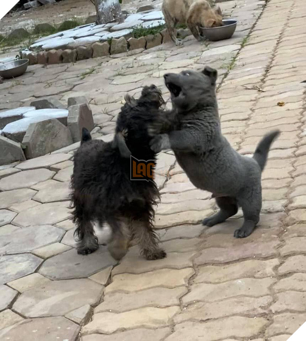 Dúi - chú cún Việt Nam đang gây bão mạng toàn thế giới vì độ phởn và vẻ ngoài ngộ nghĩnh không biết là chó hay mèo? - Ảnh 9.