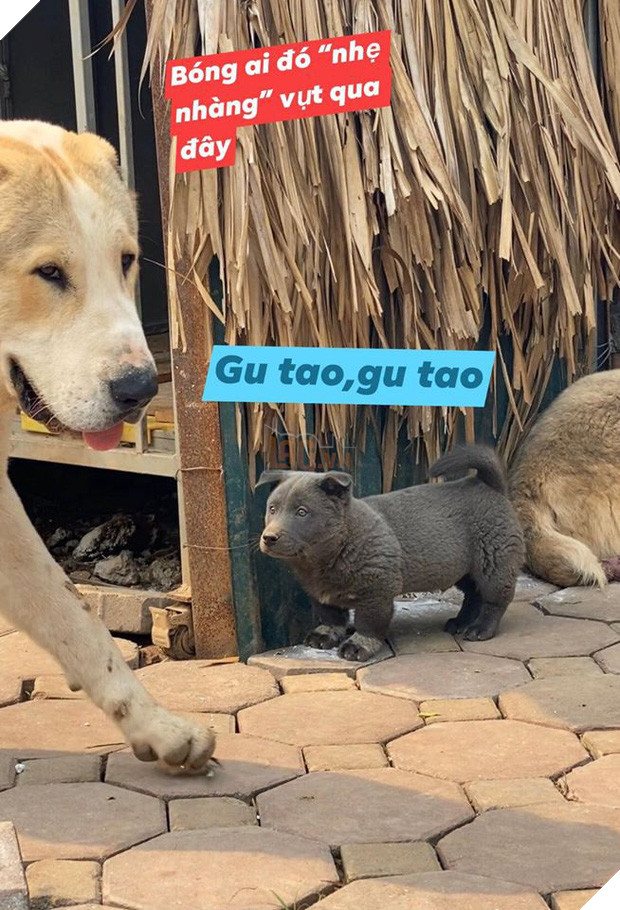 Dúi - chú cún Việt Nam đang gây bão mạng toàn thế giới vì độ phởn và vẻ ngoài ngộ nghĩnh không biết là chó hay mèo? - Ảnh 10.