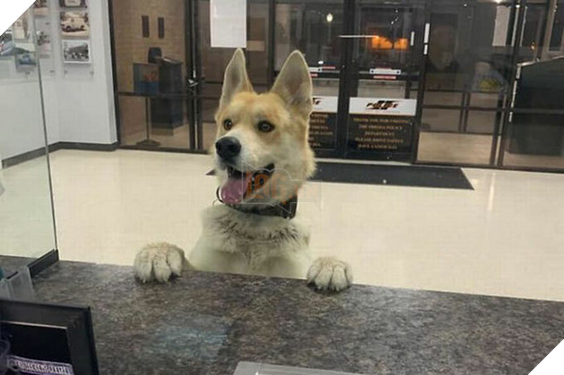 Chú chó Chico đến đồn cảnh sát để nhờ tìm chủ. Ảnh: FB.