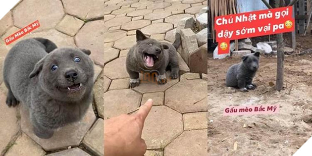 Trong 5 ngày, chú chó Nguyễn Văn Dúi đã trở thành hiện tượng mạng toàn cầu-1