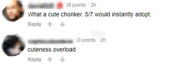 Trong 5 ngày, chú chó Nguyễn Văn Dúi đã trở thành hiện tượng mạng toàn cầu-8