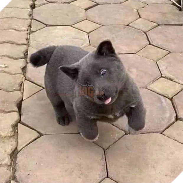 Dúi - chú cún Việt Nam đang gây bão mạng toàn thế giới vì độ phởn và vẻ ngoài ngộ nghĩnh không biết là chó hay mèo? - Ảnh 5.