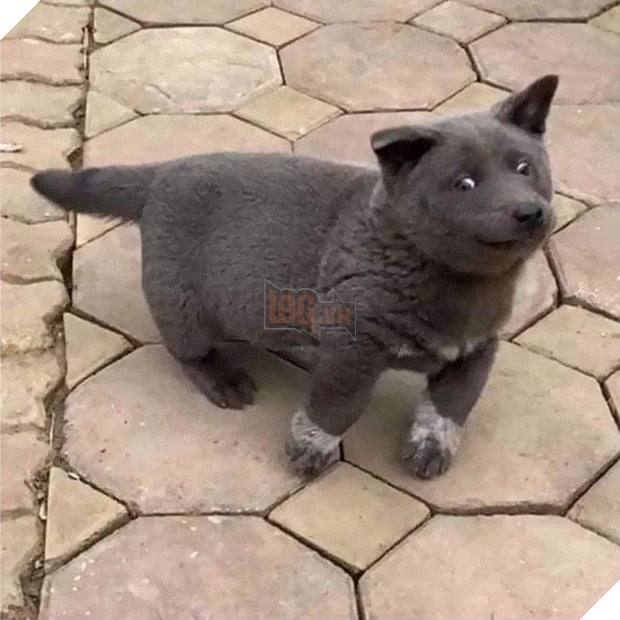 Dúi - chú cún Việt Nam đang gây bão mạng toàn thế giới vì độ phởn và vẻ ngoài ngộ nghĩnh không biết là chó hay mèo? - Ảnh 7.