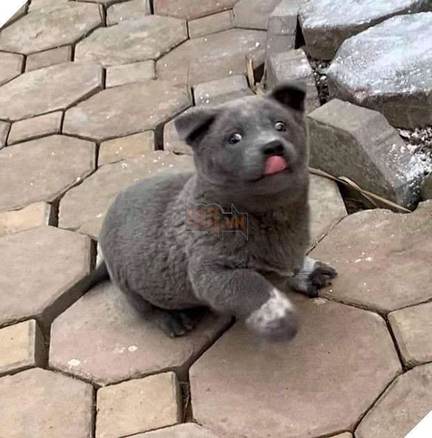 Dúi - chú cún Việt Nam đang gây bão mạng toàn thế giới vì độ phởn và vẻ ngoài ngộ nghĩnh không biết là chó hay mèo? - Ảnh 6.