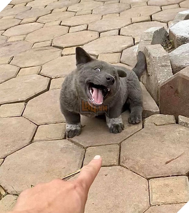 Dúi - chú cún Việt Nam đang gây bão mạng toàn thế giới vì độ phởn và vẻ ngoài ngộ nghĩnh không biết là chó hay mèo? - Ảnh 1.