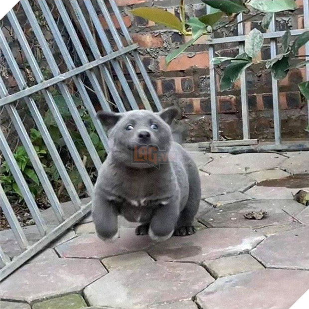 Dúi - chú cún Việt Nam đang gây bão mạng toàn thế giới vì độ phởn và vẻ ngoài ngộ nghĩnh không biết là chó hay mèo? - Ảnh 4.