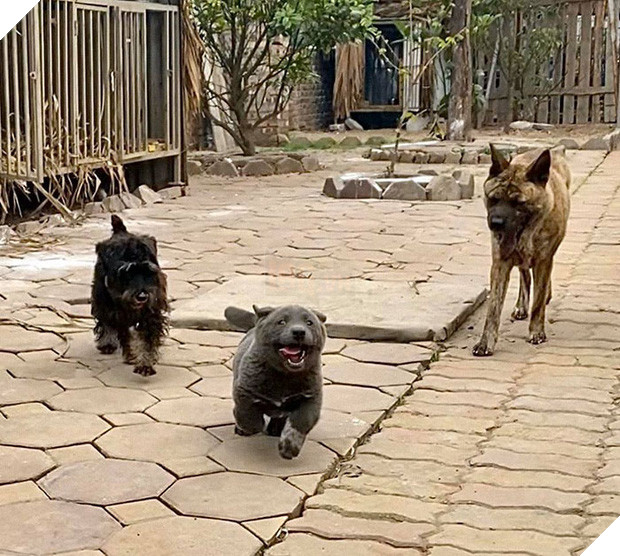 Dúi - chú cún Việt Nam đang gây bão mạng toàn thế giới vì độ phởn và vẻ ngoài ngộ nghĩnh không biết là chó hay mèo? - Ảnh 11.