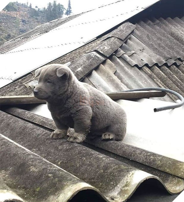 Dúi - chú cún Việt Nam đang gây bão mạng toàn thế giới vì độ phởn và vẻ ngoài ngộ nghĩnh không biết là chó hay mèo? - Ảnh 2.