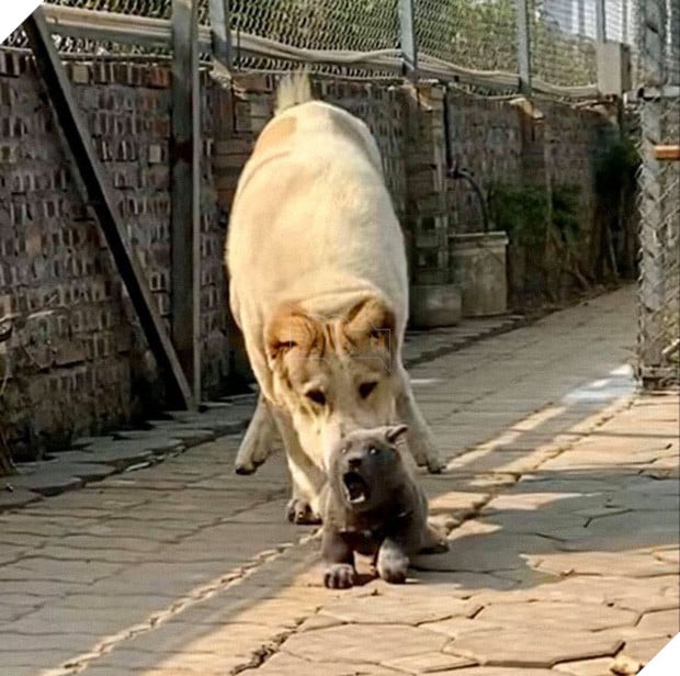 Dúi - chú cún Việt Nam đang gây bão mạng toàn thế giới vì độ phởn và vẻ ngoài ngộ nghĩnh không biết là chó hay mèo? - Ảnh 8.