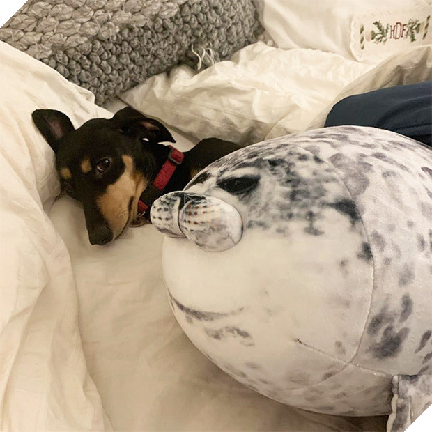 Chiếc gối ôm thương hiệu hải cẩu béo ú này đang làm mưa làm gió trên Internet vì độ mập mạp và dễ cưng của mình - Ảnh 7.