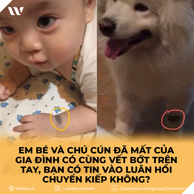Em bé và chú cún đã mất của gia đình có cùng vết bớt trên tay, bạn có tin vào luân hồi chuyển kiếp không?