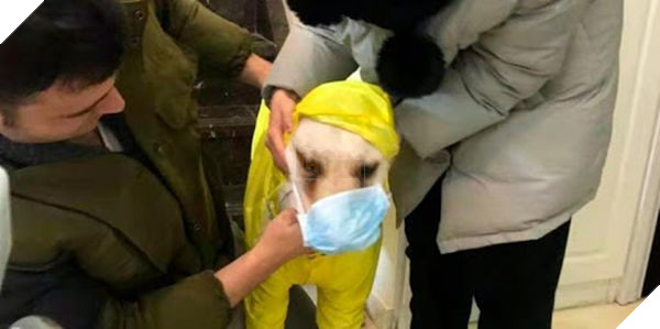 Hồng Kông: Phát hiện chú chó dương tính yếu với virus Corona