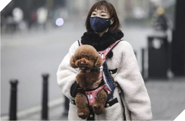 Hồng Kông: Phát hiện chú chó dương tính yếu với virus Corona