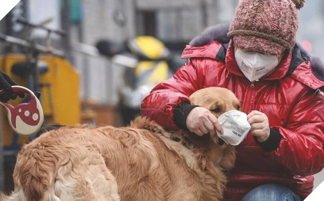 Hồng Kông: Phát hiện chú chó dương tính yếu với virus Corona