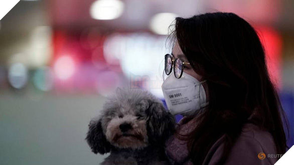 Hồng Kông: Phát hiện chú chó dương tính yếu với virus Corona