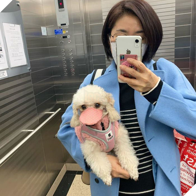 Hồng Kông: Phát hiện chú chó dương tính yếu với virus Corona