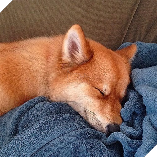 Chet me co cho lai noi tieng dep giong het cao do-Hinh-11